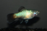 Platy Rainbow